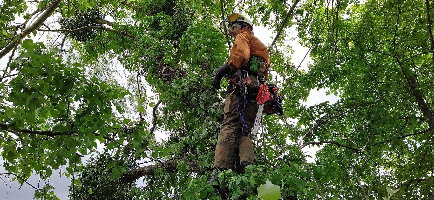 Élagueur au travail dans la couronne d'un arbre